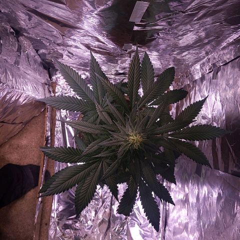 Plant # 12 growlog timeline photo