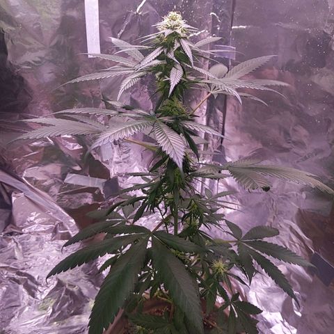 Plant # 12 growlog timeline photo