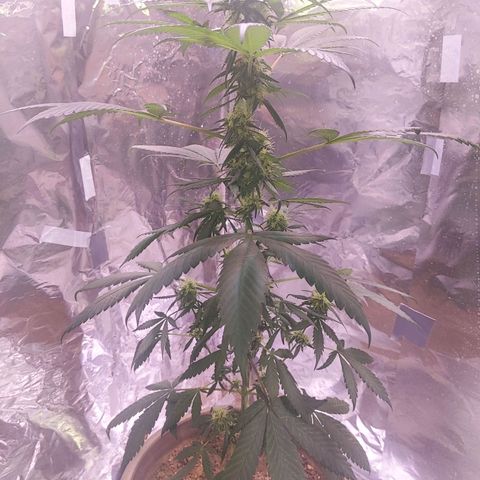 Plant # 12 growlog timeline photo