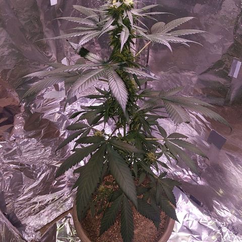 Plant # 12 growlog timeline photo