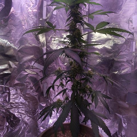 Plant # 12 growlog timeline photo