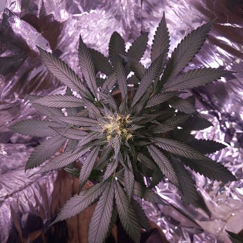 Plant # 12 growlog timeline photo
