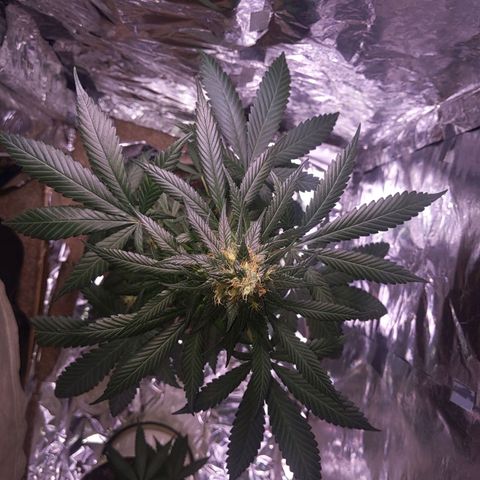 Plant # 12 growlog timeline photo
