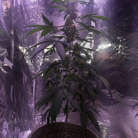 Plant # 12 growlog timeline photo