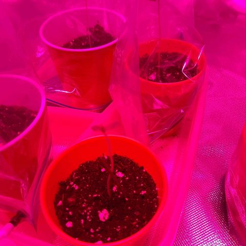 AK 47 #2 growlog timeline photo
