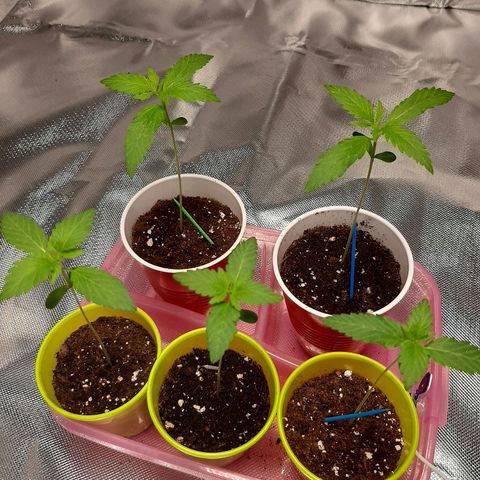 AK 47 #2 growlog timeline photo