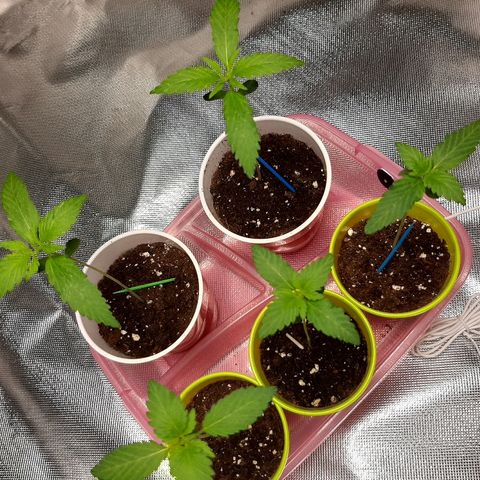 AK 47 #2 growlog timeline photo