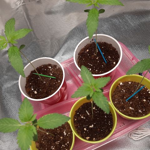 AK 47 #2 growlog timeline photo
