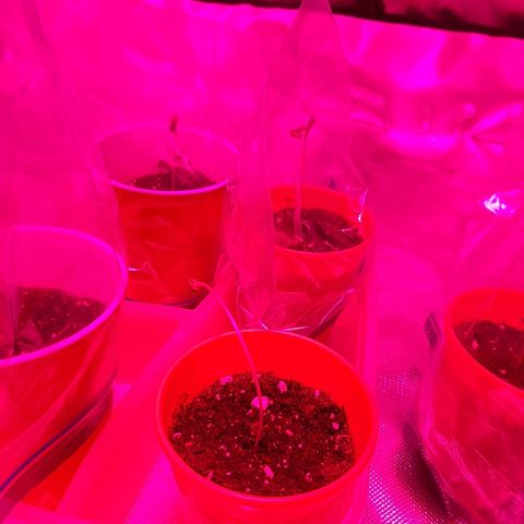 AK 47 #2 growlog timeline photo
