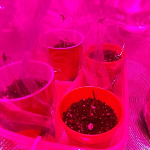 AK 47 #2 growlog timeline photo