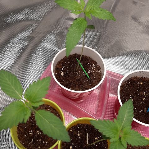 AK 47 #2 growlog timeline photo