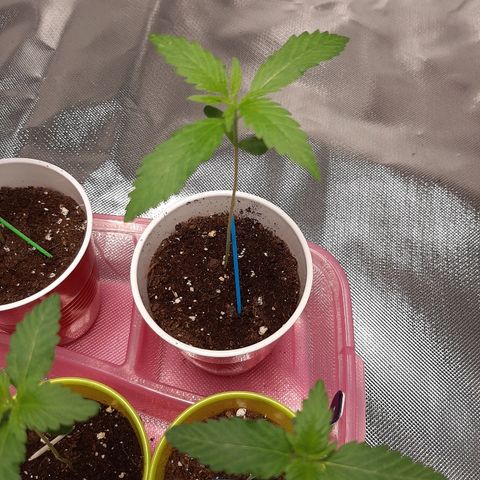AK 47 #2 growlog timeline photo