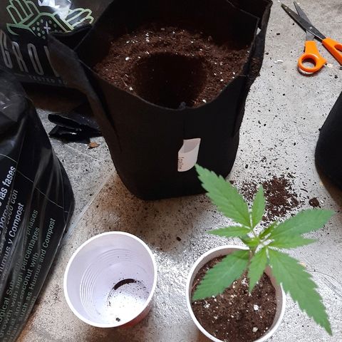 AK 47 #2 growlog timeline photo