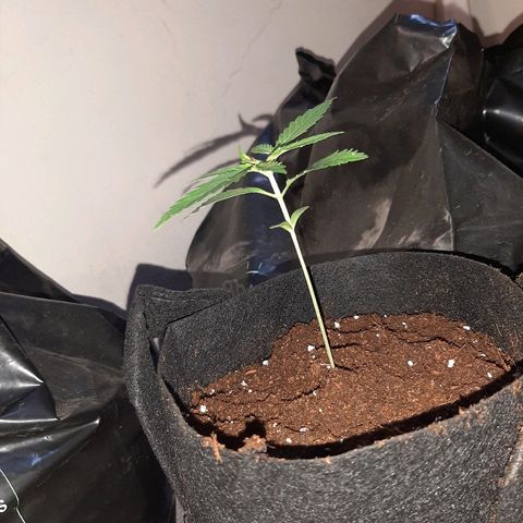 AK 47 #2 growlog timeline photo