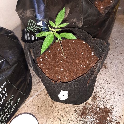 AK 47 #2 growlog timeline photo