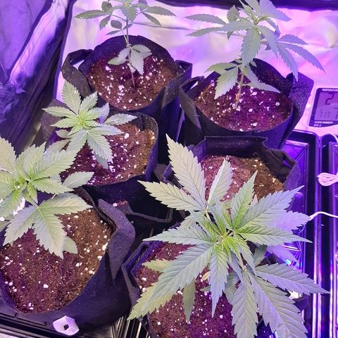 AK 47 #2 growlog timeline photo