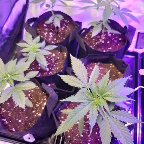 AK 47 #2 growlog timeline photo