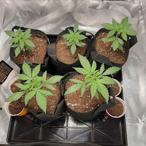 AK 47 #2 growlog timeline photo