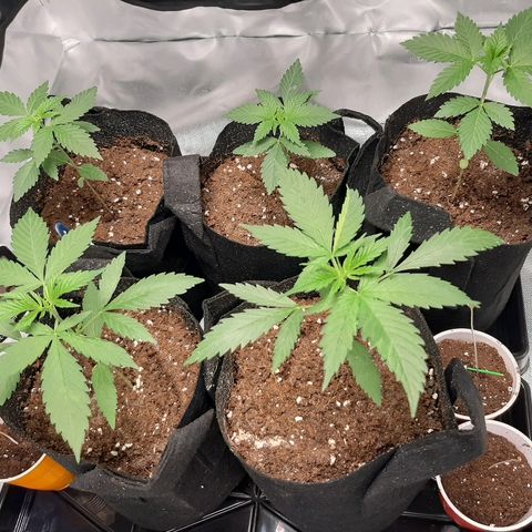 AK 47 #2 growlog timeline photo