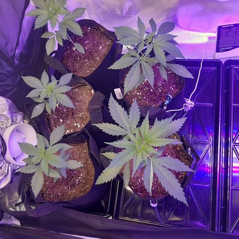 AK 47 #2 growlog timeline photo