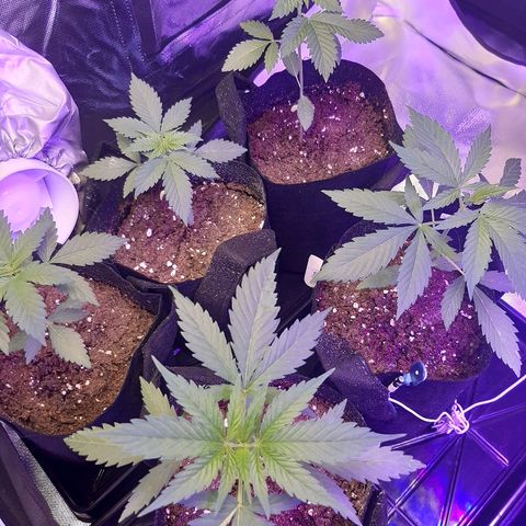AK 47 #2 growlog timeline photo