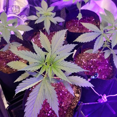 AK 47 #2 growlog timeline photo