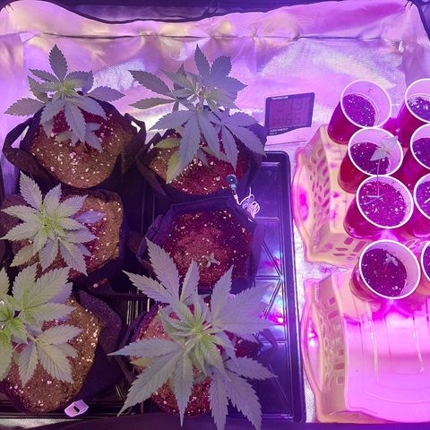 AK 47 #2 growlog timeline photo