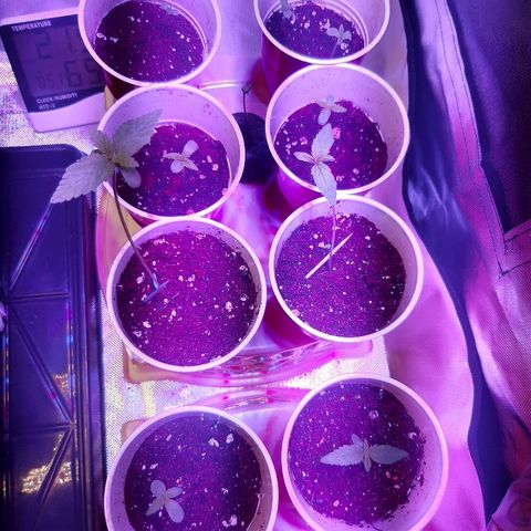 AK 47 #2 growlog timeline photo