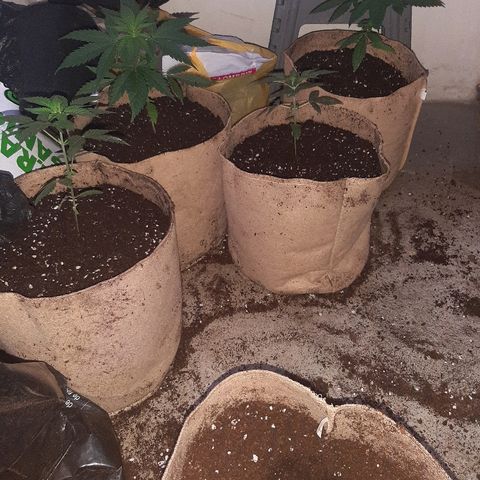 AK 47 #2 growlog timeline photo