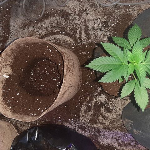AK 47 #2 growlog timeline photo