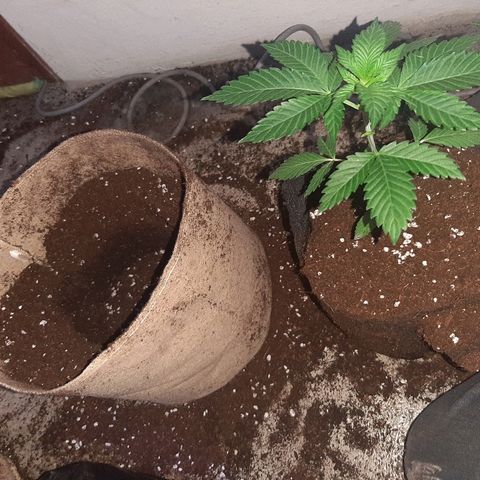 AK 47 #2 growlog timeline photo
