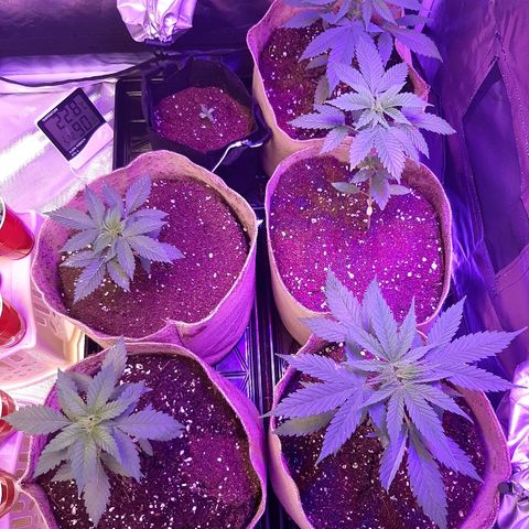 AK 47 #2 growlog timeline photo