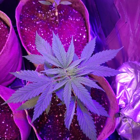 AK 47 #2 growlog timeline photo