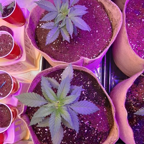 AK 47 #2 growlog timeline photo