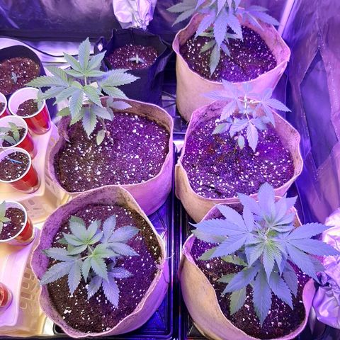 AK 47 #2 growlog timeline photo