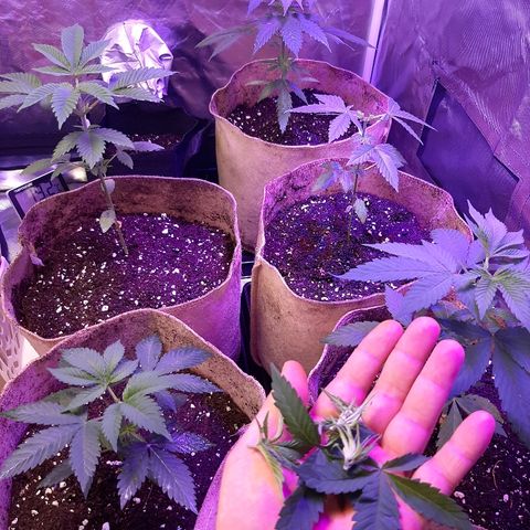 AK 47 #2 growlog timeline photo