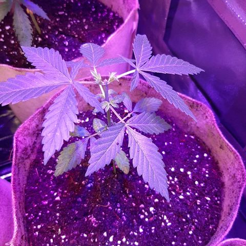 AK 47 #2 growlog timeline photo