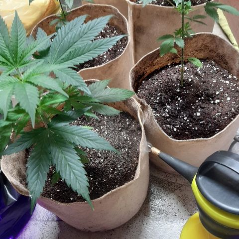AK 47 #2 growlog timeline photo