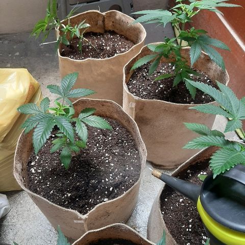 AK 47 #2 growlog timeline photo