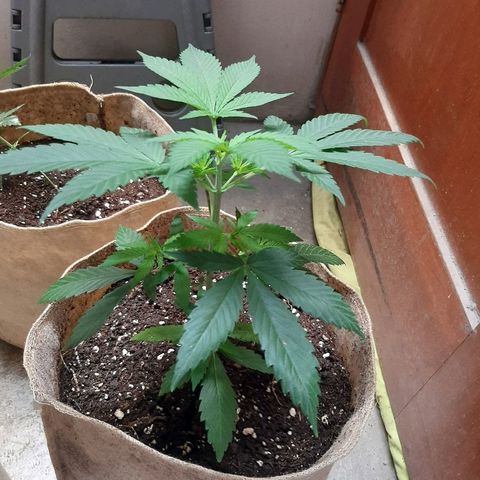 AK 47 #2 growlog timeline photo