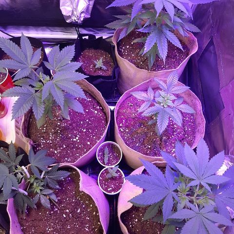 AK 47 #2 growlog timeline photo