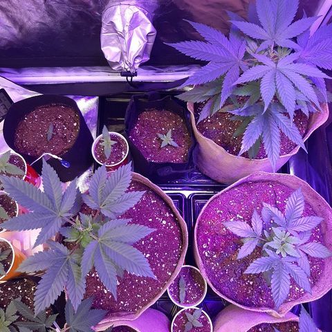 AK 47 #2 growlog timeline photo