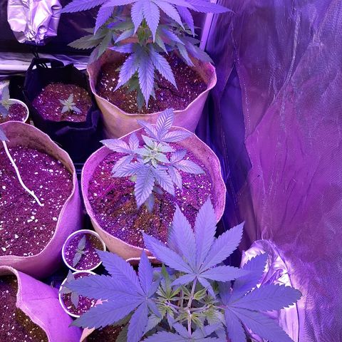 AK 47 #2 growlog timeline photo
