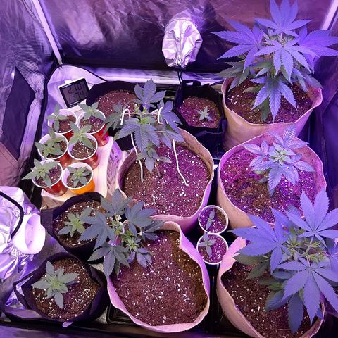 AK 47 #2 growlog timeline photo
