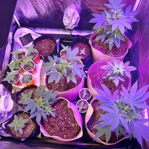 AK 47 #2 growlog timeline photo