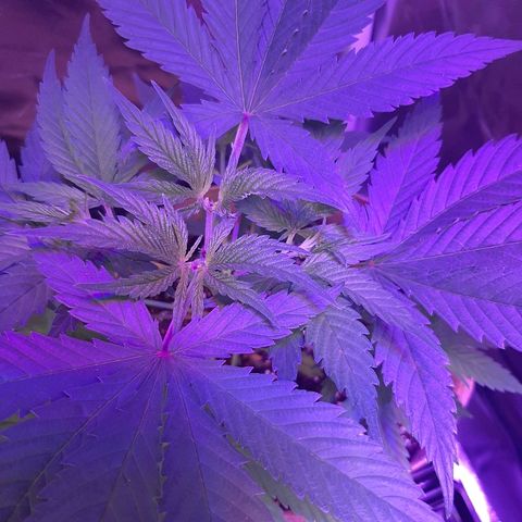AK 47 #2 growlog timeline photo