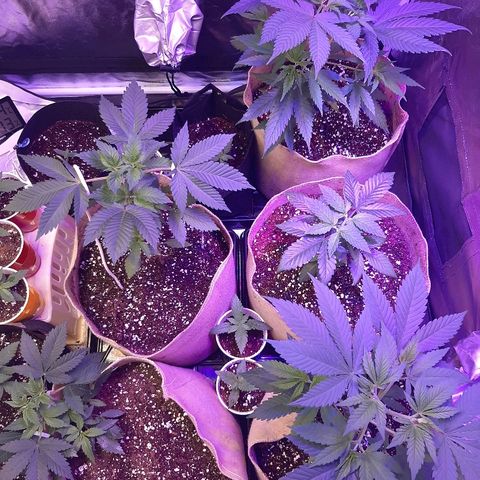AK 47 #2 growlog timeline photo