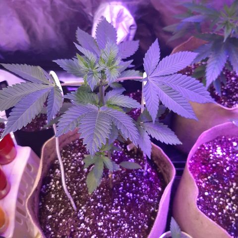 AK 47 #2 growlog timeline photo