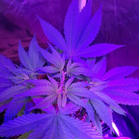 AK 47 #2 growlog timeline photo
