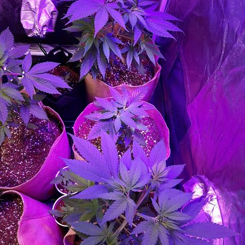 AK 47 #2 growlog timeline photo